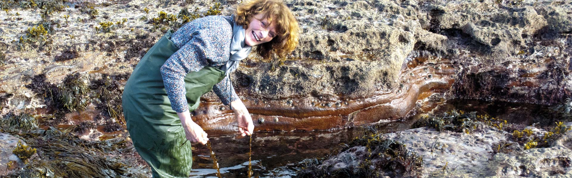 Meeresalgen Harvesting Ernte