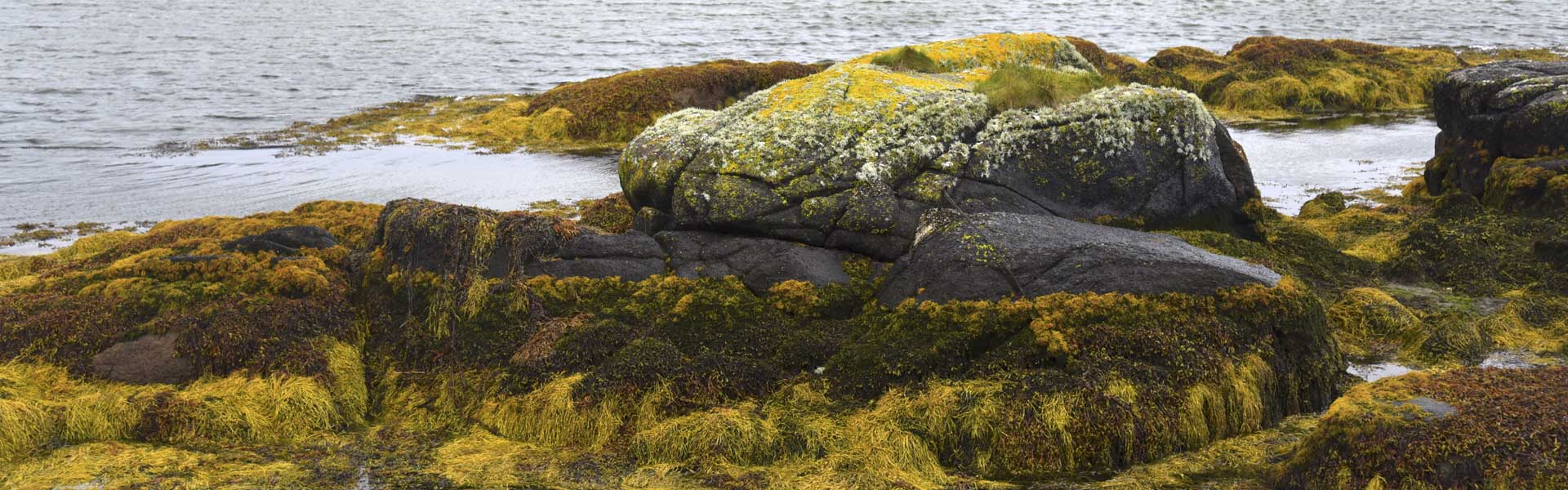 Meeresalgen Ernte Irland